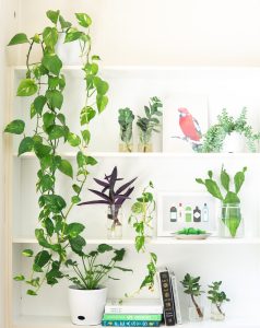 smartscale house design/money plant/Plants that Create Positive Energy at Your Home
